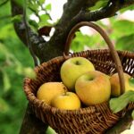 Cursus Fruitbomen snoeien voor beginners