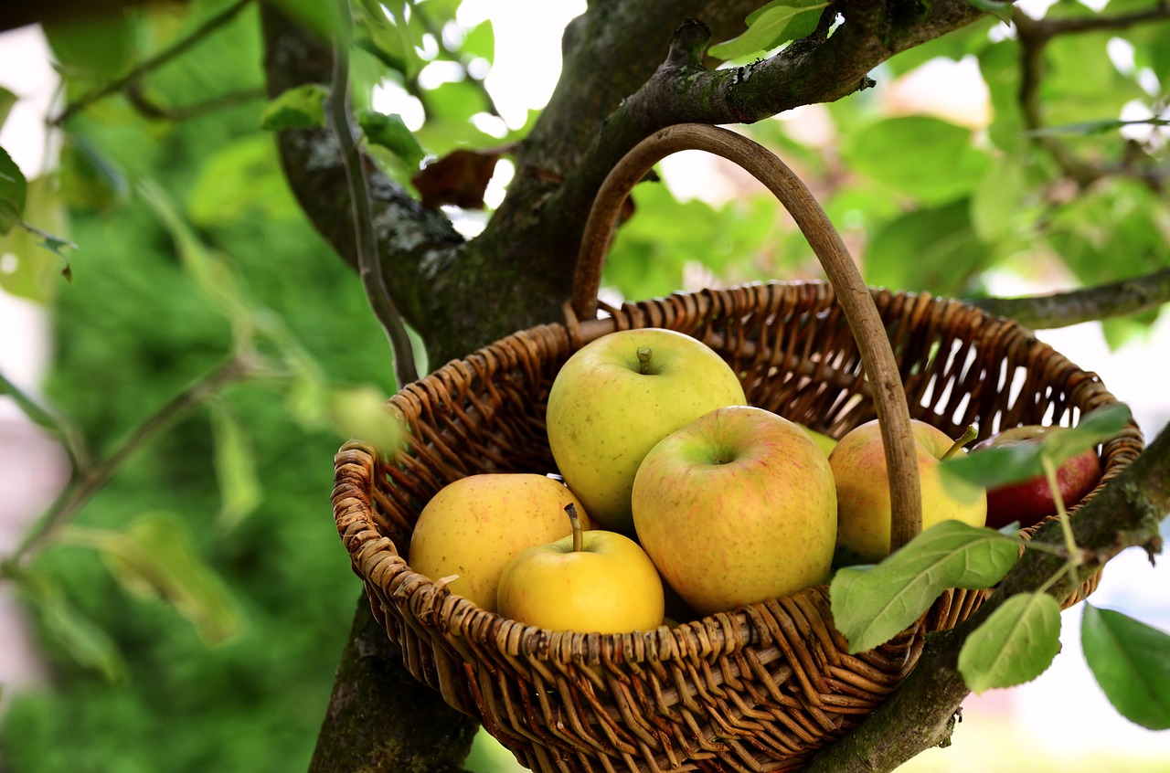 Cursus Fruitbomen snoeien voor beginners